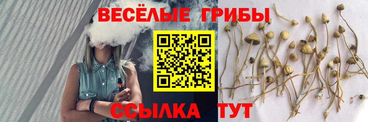 Псилоцибиновые грибы Cubensis Берёзовский